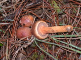 Chroogomphus ochraceus image