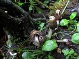 Verpa conica image