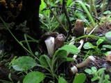 Verpa conica image