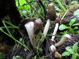 Verpa conica image