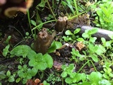 Verpa conica image