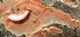 Merulius tremellosus image