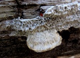Trametes trogii image