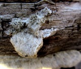 Trametes trogii image