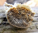 Trametes trogii image