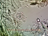 Aspicilia knudsenii image