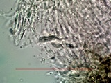 Aspicilia knudsenii image