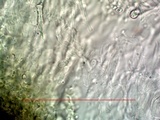 Aspicilia knudsenii image