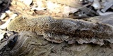 Trametes trogii image