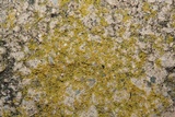 Caloplaca citrina image