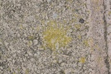 Caloplaca citrina image