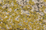 Caloplaca citrina image
