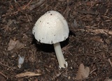 Coprinellus flocculosus image