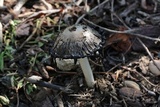Coprinellus flocculosus image