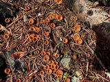 Geopyxis carbonaria image