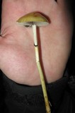 Protostropharia semiglobata image