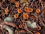 Geopyxis carbonaria image