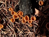 Geopyxis carbonaria image