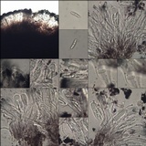 Toninia aromatica image