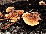 Gloeophyllum sepiarium image