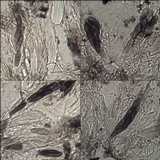Alyxoria varia image