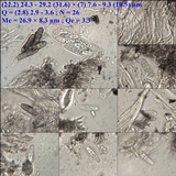 Alyxoria varia image