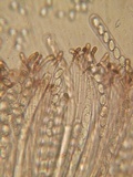 Peziza violacea image