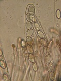 Peziza violacea image