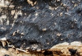 Galiella rufa image