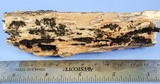 Galiella rufa image