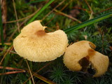 Cystoderma amianthinum image