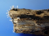 Galiella rufa image