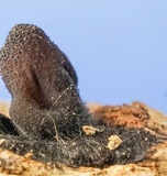 Galiella rufa image