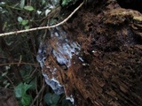 Ceratiomyxa fruticulosa var. fruticulosa image