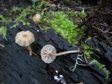 Lichenomphalia umbellifera image
