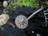 Lichenomphalia umbellifera image