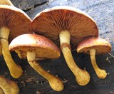 Gymnopilus luteus image