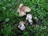 Tricholoma saponaceum image