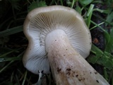 Tricholoma saponaceum image