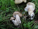 Tricholoma saponaceum image