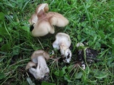 Tricholoma saponaceum image