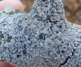 Physcia millegrana image