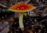 Amanita parcivolvata image