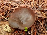 Plicaria endocarpoides image