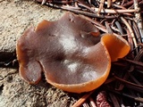 Plicaria endocarpoides image