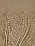 Plicaria endocarpoides image