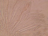 Plicaria endocarpoides image