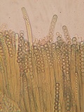 Plicaria endocarpoides image