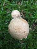 Amanita foetidissima image