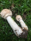 Amanita foetidissima image